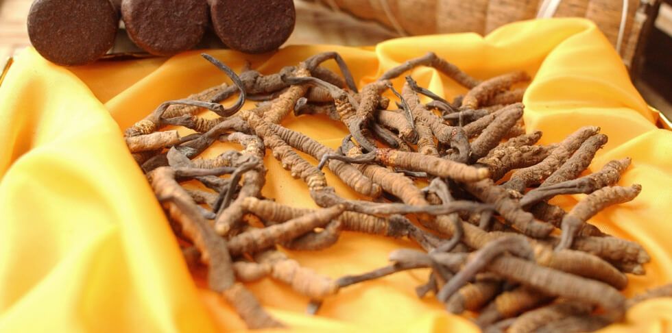 Cordyceps sinensis, der chinesische Raupenpilz