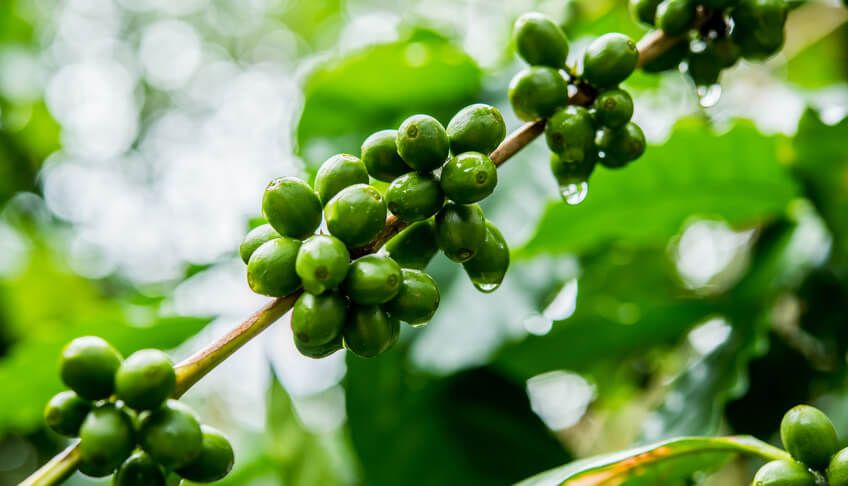 Grüner Kaffee - Was ist das?