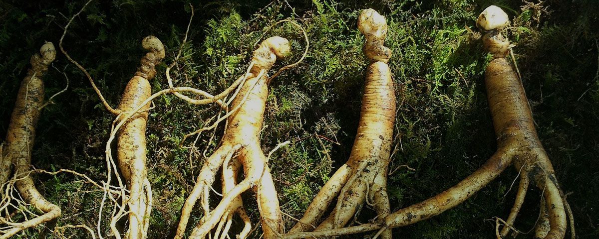 Ginseng kaufen: Wirkung, Gedächtnis, Dosierung