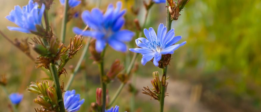 Blaue Zichorienblume, Nahaufnahme