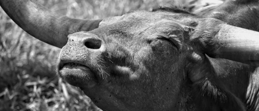 Taurin - Was die Aminosäure in deinem Körper bewirkt